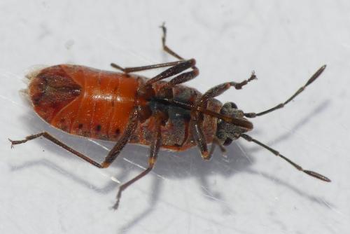 Réf. 275 061 : Arocatus roeselii